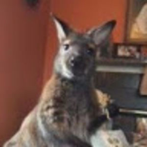 Meet your Posher, Susan